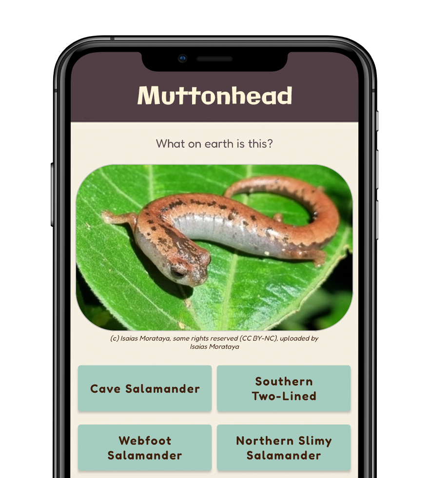 Muttonhead identify the species from a photo